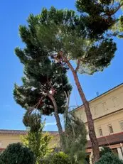Tala y poda en altura Talas y podas Árboles