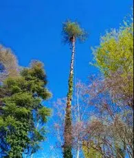 Tala y poda en altura podas Árboles