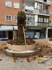 Tala y poda en altura Talas y podas Árboles