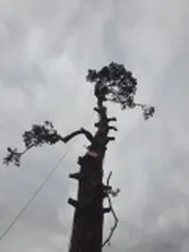 Tala y poda en altura Talas y podas Árboles